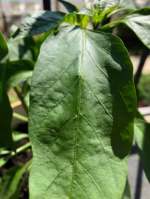What’s wrong with my basil and jalapeños?