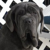 Francisco Rocca's photo