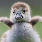 Max Rogers's photo