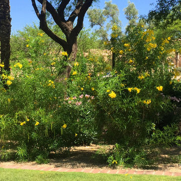 Southwestern Plants