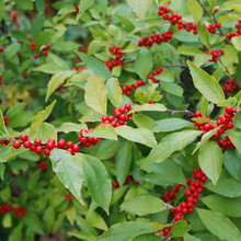 plants