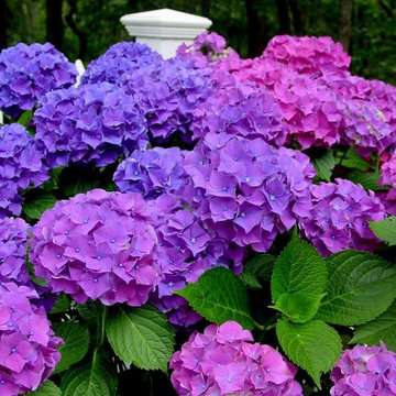 Hydrangea Festival Contest