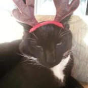 Lisa Robertson's photo