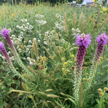 Native Plant Landscaping, Hardscaping, and Bioswales