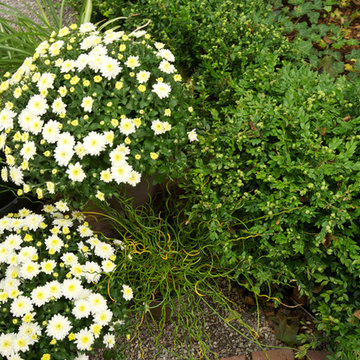 Shade Garden
