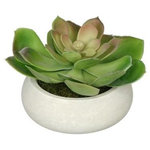 House of Silk Flowers, Inc. - Artificial Red-Tip Echeveria in Grey-Washed Bowl Ceramic - You will never have to worry about caring for your succulents again with this artificial echeveria handcrafted by House of Silk Flowers. This arrangement features an artificial echeveria "potted" in a washed ceramic vase measuring 6" diameter x 2.25" tall. The echeveria has been arranged for 360*-viewing. The overall dimensions are measured leaf tip to leaf tip, from the bottom of the planter to the tallest leaf tip: 7" diameter X 4.5" tall. Measurements are approximate, and will be determined by your final shaping of the plant upon unpacking it. No arranging is necessary, only minor shaping, with the way in which we package and ship our products. This product is only recommended for indoor use.