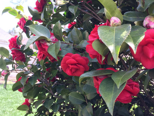Trying to ID this beautiful red rose-form camellia