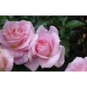 Anne Fulks's photo