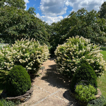 Hydrangea paniculata