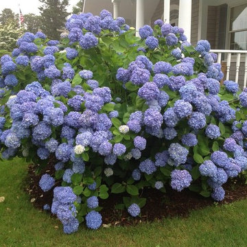 Hydrangea Festival Contest