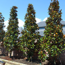 Privacy Trees
