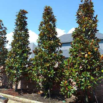 Large DD Blanchard Magnolias in Backyard