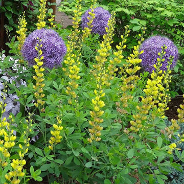 Spring Color: Blue and Yellow
