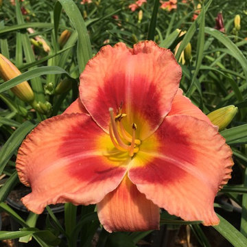 Bahama Pink Sky™ Daylily