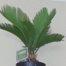 A Little Bit Of Tropic Indoors