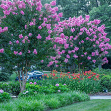 MOM'S YARD