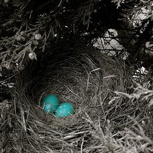 Robin's Egg Blue