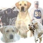 Kerrybrook Labrador Retrievers's photo