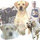 Kerrybrook Labrador Retrievers