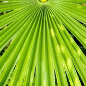 Lee Lock's photo