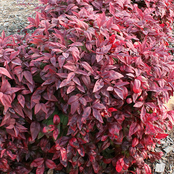 Blush Pink™ Nandina