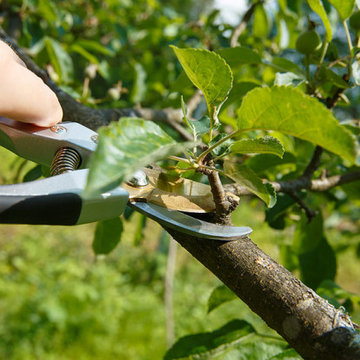 Top 7 Things To Keep In Mind When Pruning Your Tree
