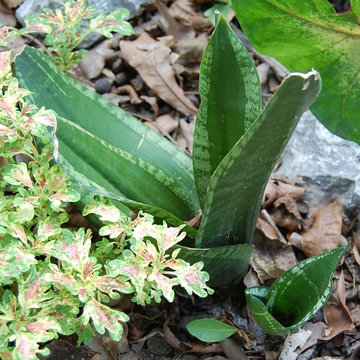 Sansevieria (snake plant)