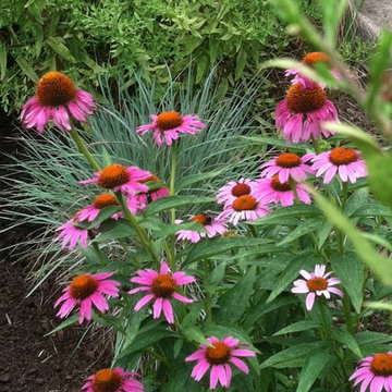 Forest Hills Edible Garden
