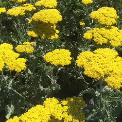 Current Featured Plants - Products