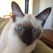 Mariah Strickland's photo