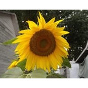 Donna VanGorp's photo
