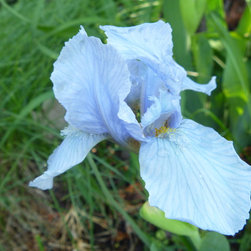 Iris - Products