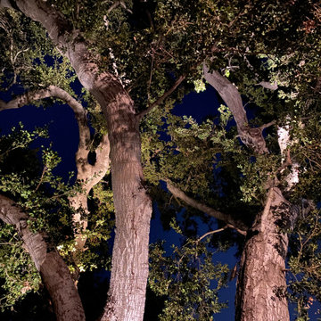 Studio City Hillside Grand Oak Tree Landscape Lighting