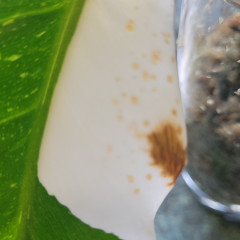 My white princess is devolping terrible brown spots on its leaves I do |  Houzz Forum
