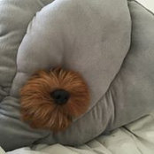 Lincoln McDoodle's photo