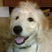 David Brooks's photo