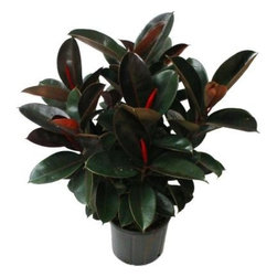 Delray Plants Burgundy Rubber Plant in 10-Inch Pot - Plants