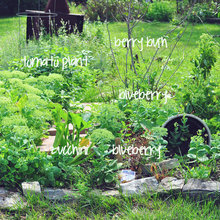 amyhodgman's Ideas