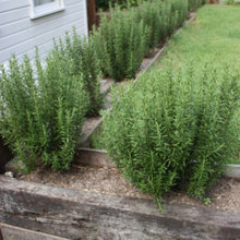 Reidy Plant Ideas - native & minimalist