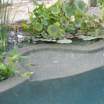 BioNova® Natural Swimming Pool - Princeton, NJ