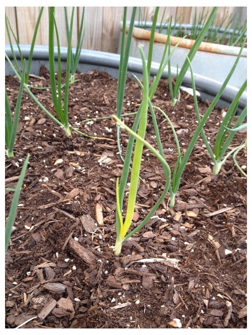 Inner Onion Yellowing