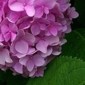 Stephanie Ann's photo