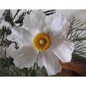 Laura Sylvester's photo
