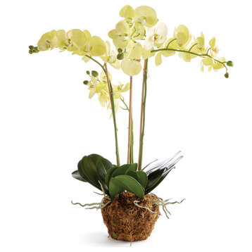 Phalaenopsis Orchid Drop-In 30", Yellow