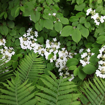 Woodland Garden