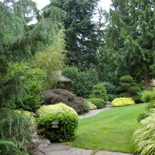 CONIFERS