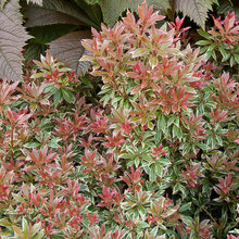 Shrubs