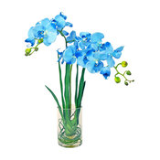 Blue Orchids