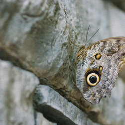 Butterfly - Artwork