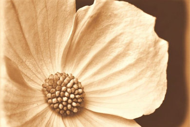 Dogwood l